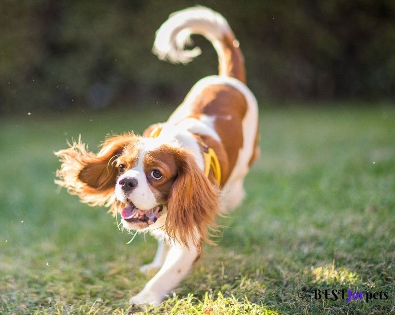 Cavalier King Charles Spaniel-Dog Breed That Are Good With Children