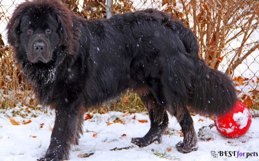 Newfoundland-Dog Breed That Are Good With Children