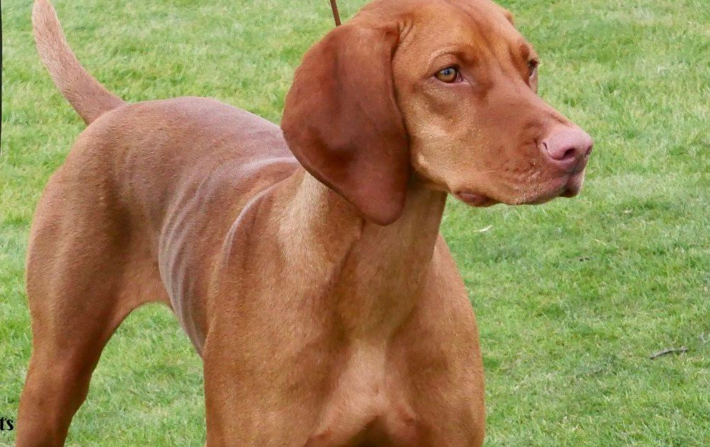 Vizsla -Dog Breed That Are Good With Children