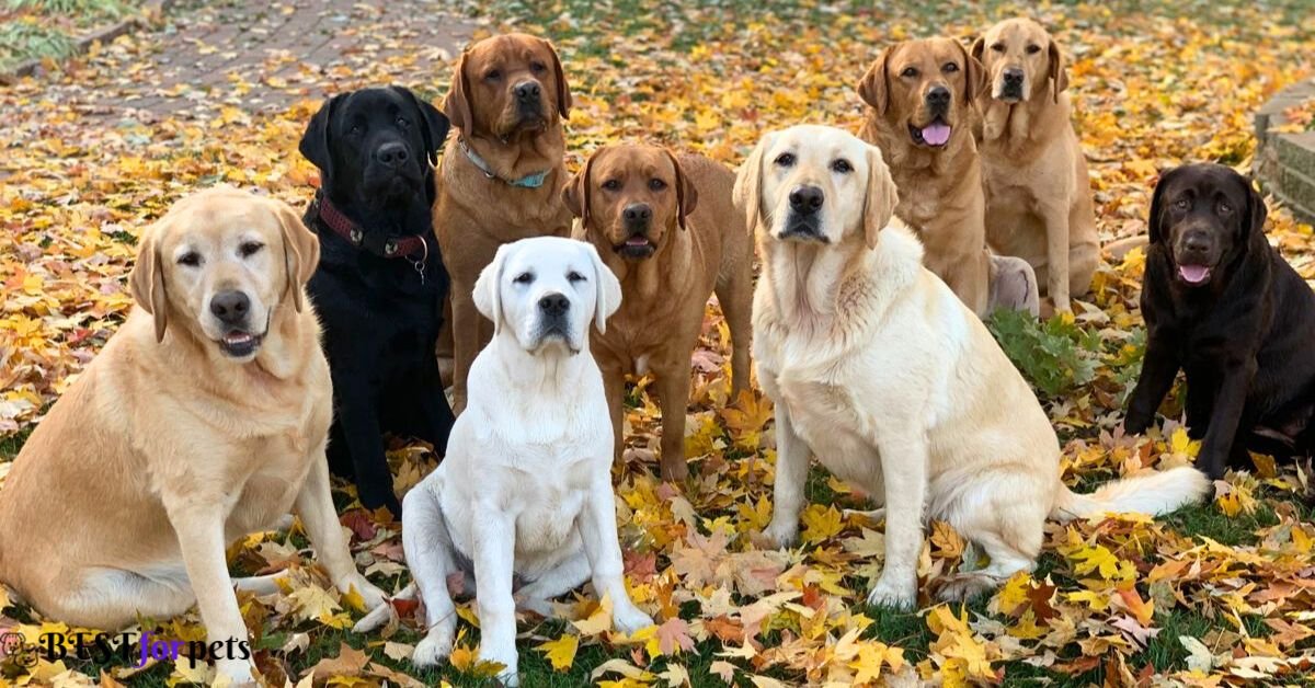 Dog Breeds That Are Good With Other Dogs
