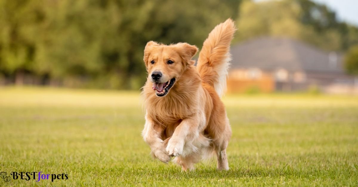 Golden Retriever- Dog That Are Good With Other Dogs