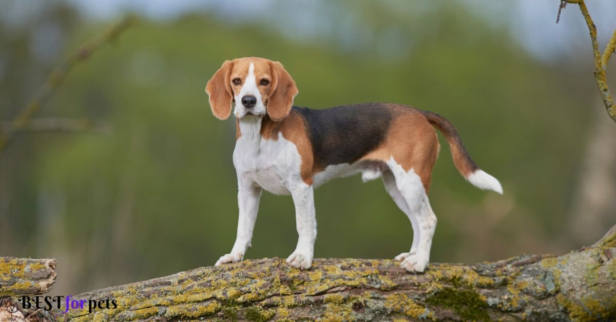 Beagle- Dog That Are Good With Other Dogs
