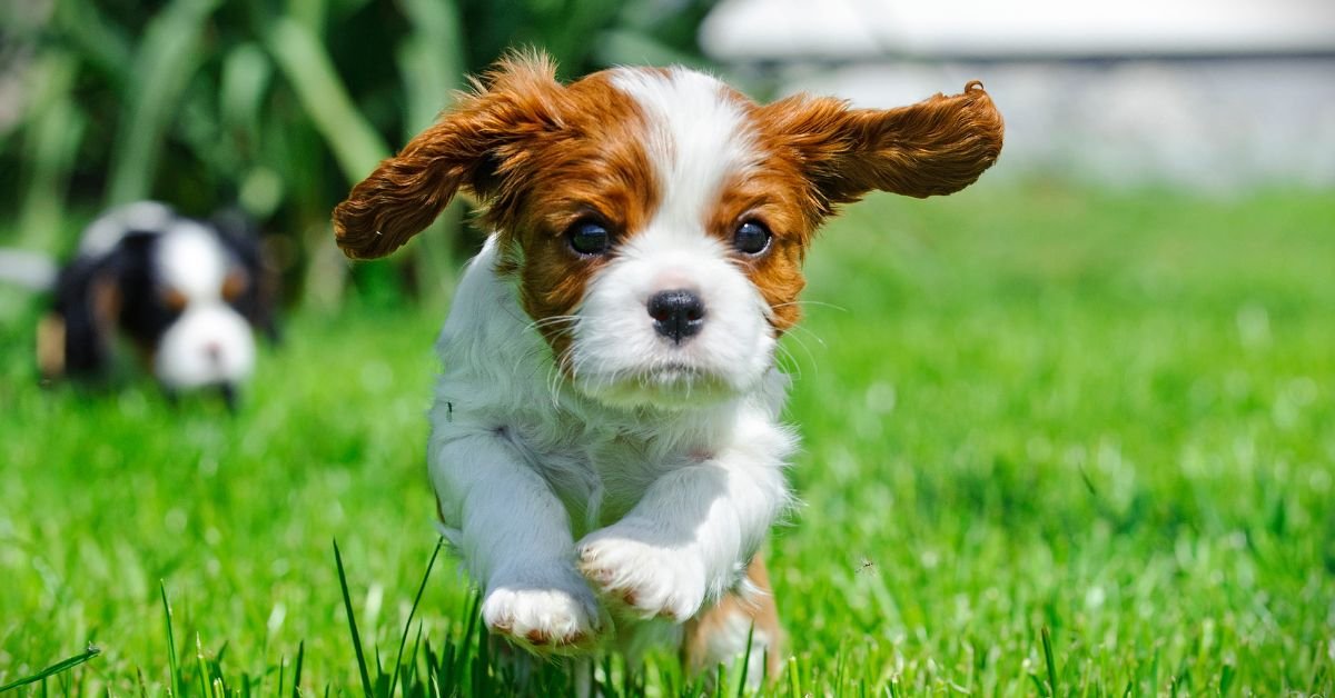 Cavalier King Charles Spaniel- Dog That Are Good With Other Dogs