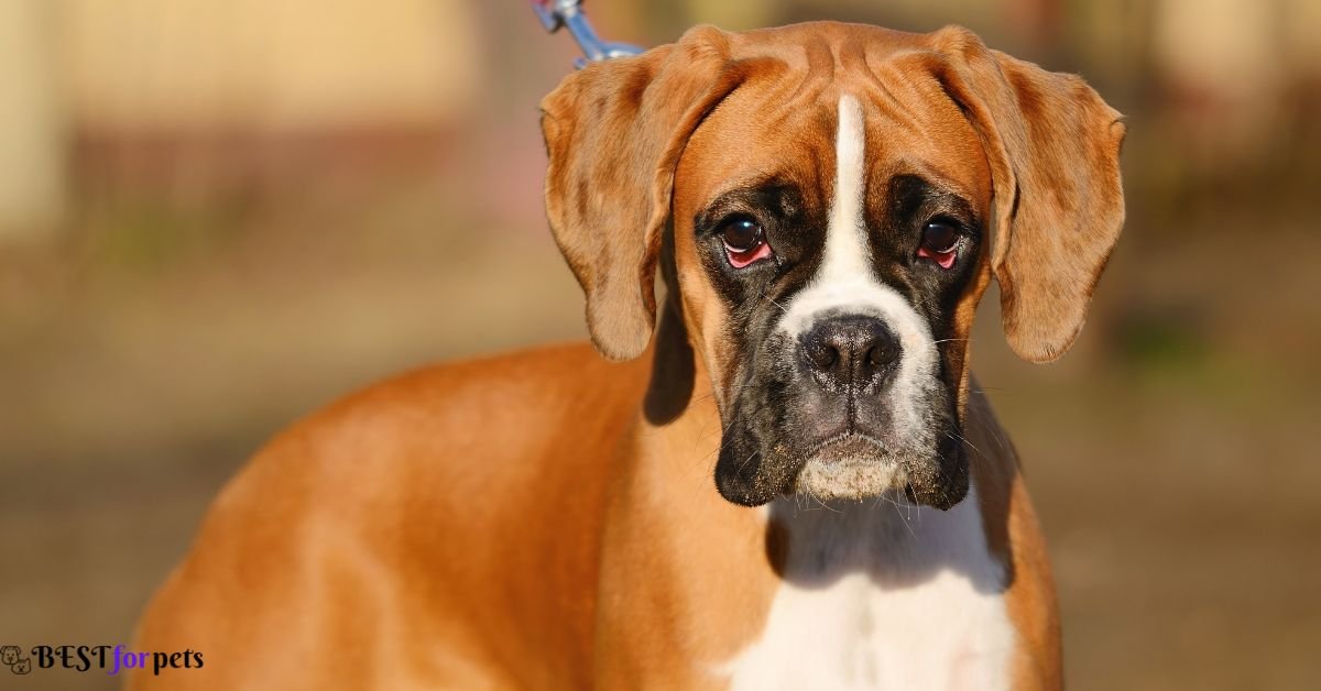 Boxer- Dog That Are Good With Other Dogs