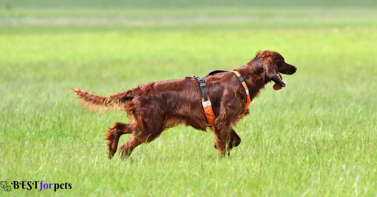 Irish Setter- Dog That Are Good With Other Dogs