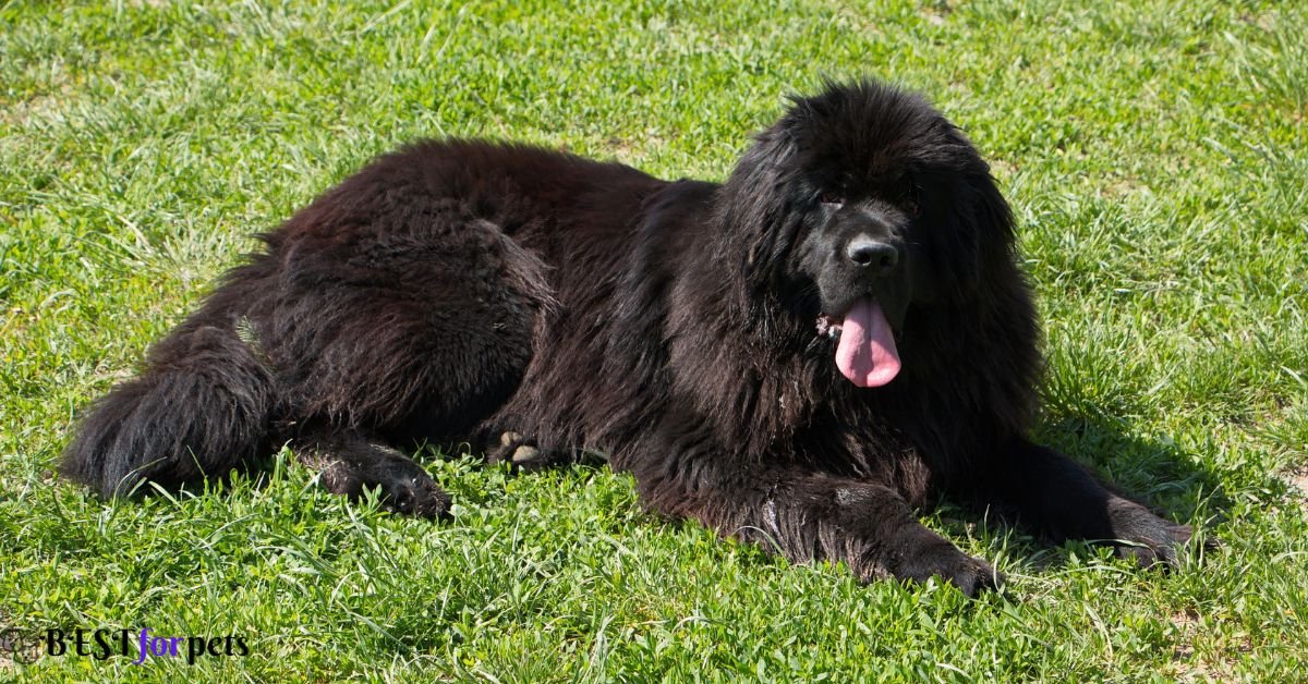 Newfoundland - Dog That Are Good With Other Dogs