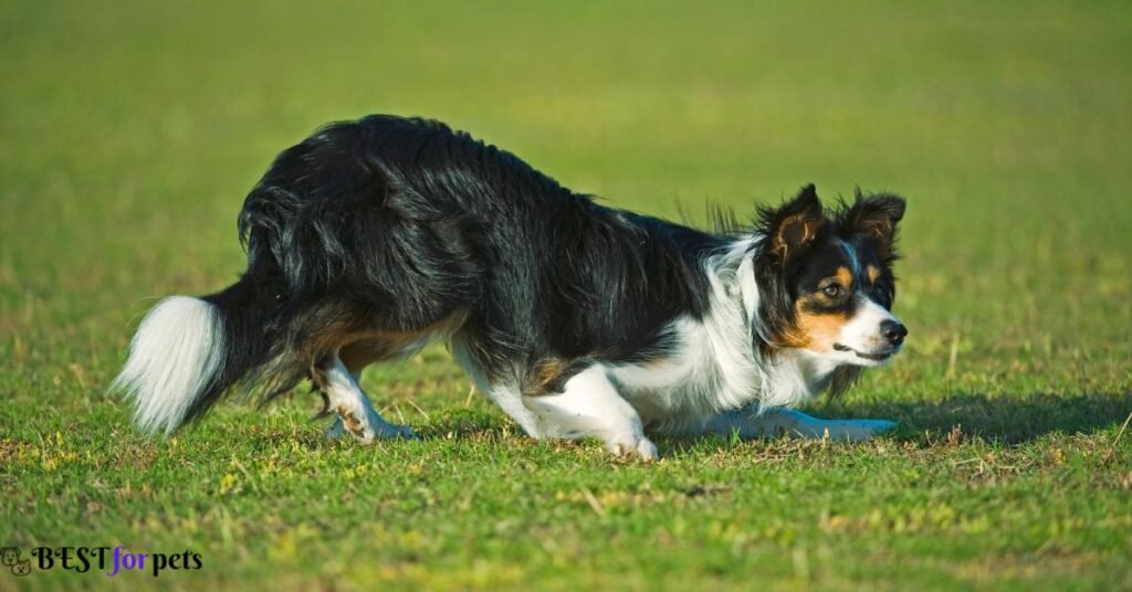 Border Collie- Dog Breeds That Are Prized For Their Athleticism
