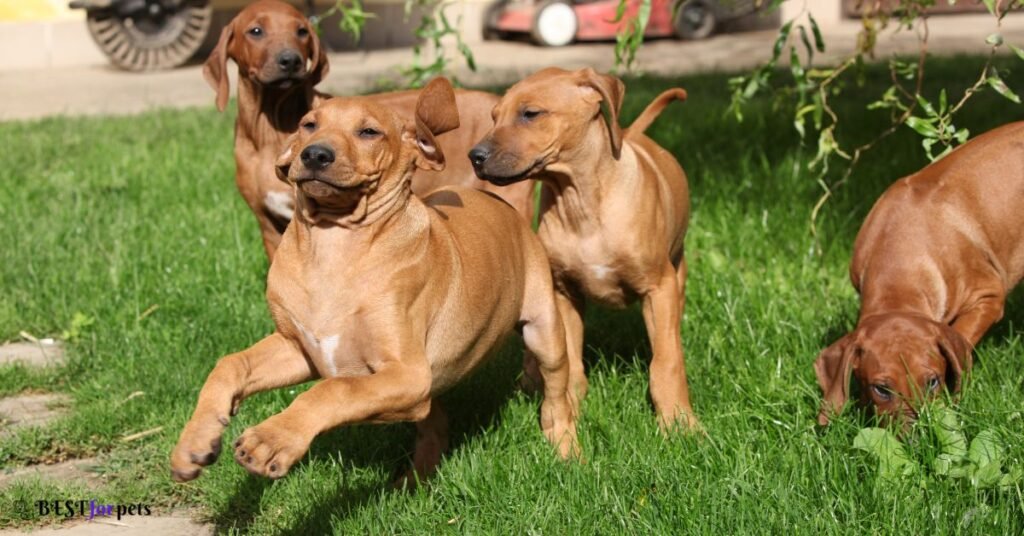 Rhodesian Ridgeback- Dog Breeds That Are Prized For Their Athleticism
