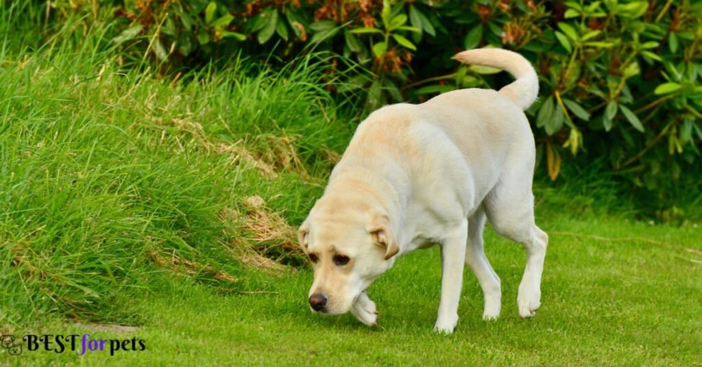 Labrador Retriever - Dog Breeds That Are Prized For Their Athleticism
