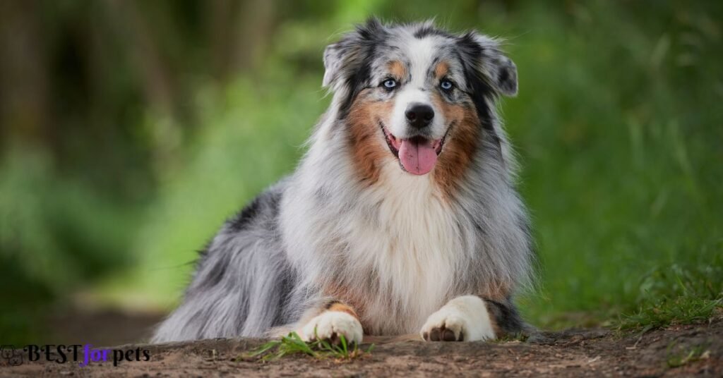 Australian Shepherd- Dog Breeds That Are Prized For Their Athleticism