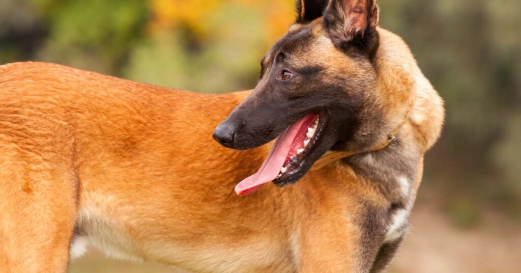 Belgian Malinois- Dog Breeds That Are Prized For Their Athleticism