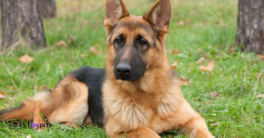 German Shepherd- Dog Breeds That Are Prized For Their Athleticism
