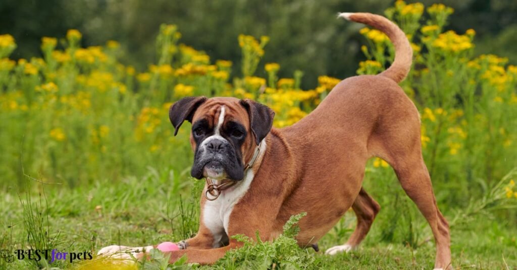 Boxer Dog- Dog Breeds That Are Prized For Their Athleticism