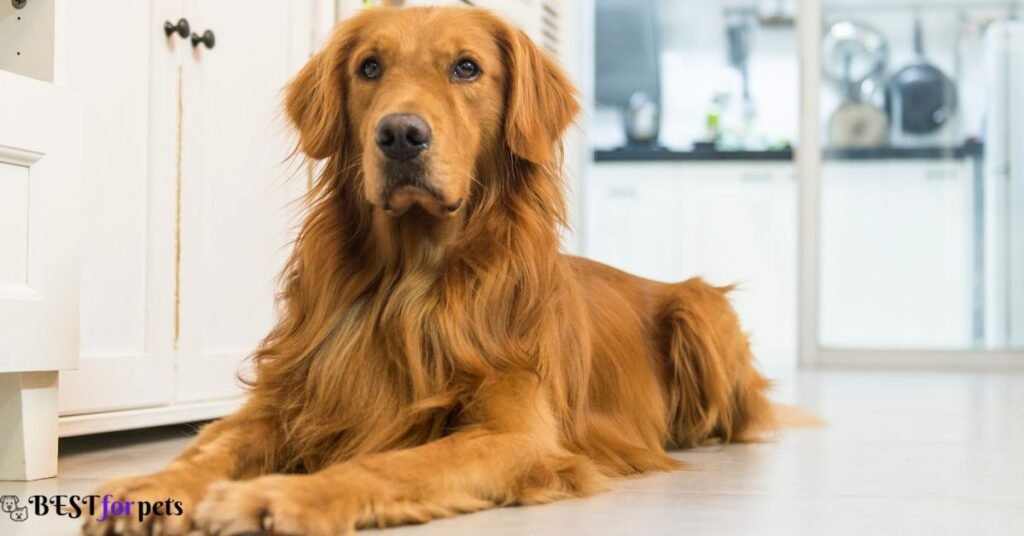 Golden Retriever - Dog Breed That Are Surprisingly Good With Cats