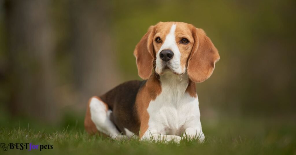 Beagle- Dog Breed That Are Surprisingly Good With Cats