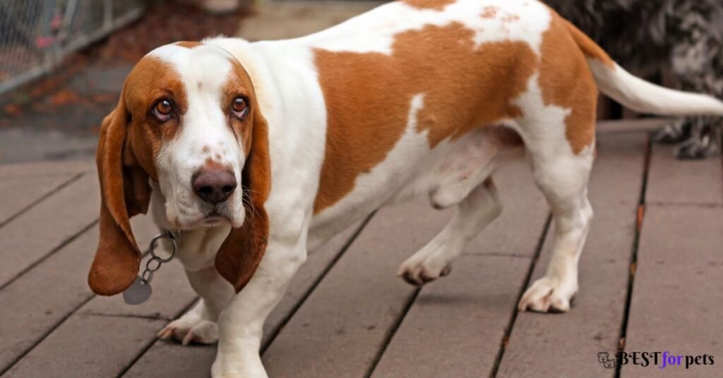 Basset Hound- Dog Breed That Are Surprisingly Good With Cats
