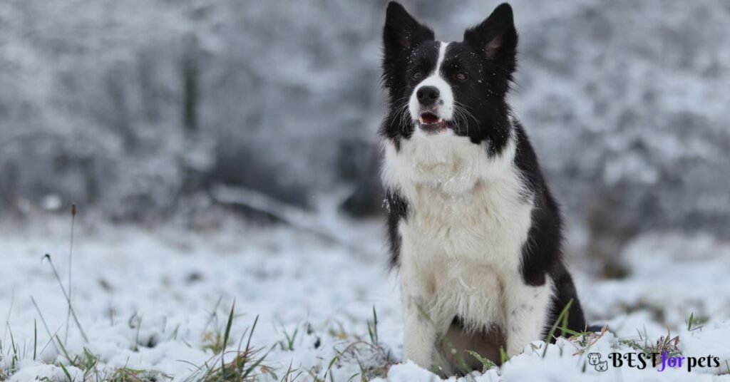 Border Collie- Dog Breed That Are Surprisingly Good With Cats