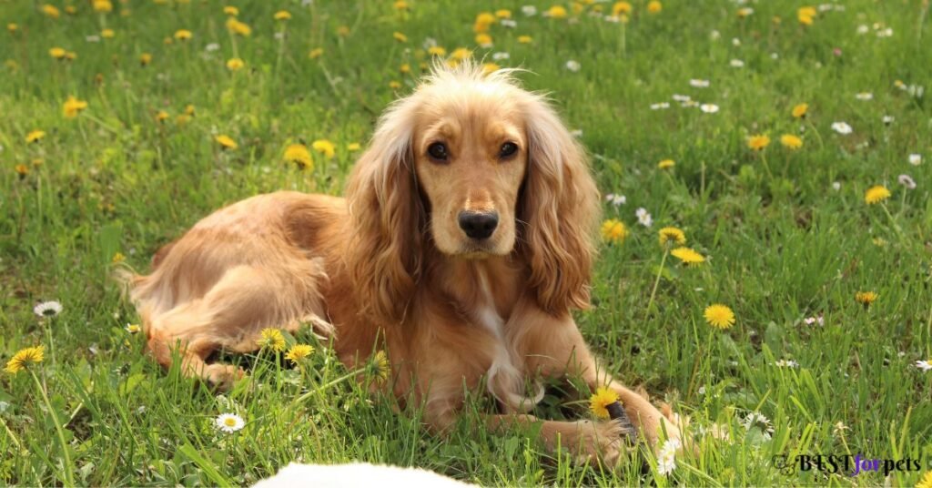 Cocker Spaniel - Dog Breed That Are Surprisingly Good With Cats