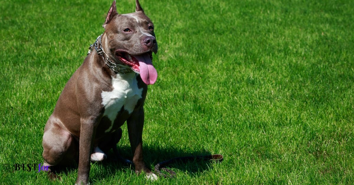 Pit Bull Terrier- Dog Breeds That Bite The Most