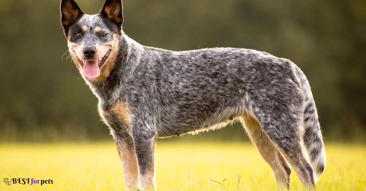 Australian Cattle Dog- Dog Breeds That Bite The Most