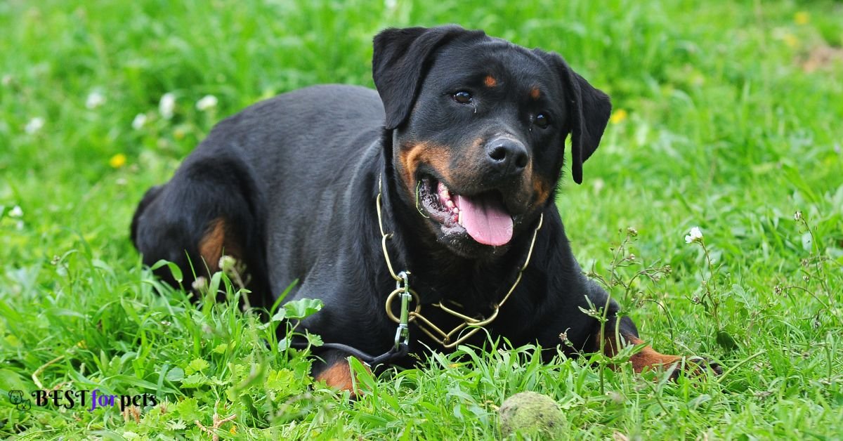 Rottweiler- Dog Breeds That Bite The Most