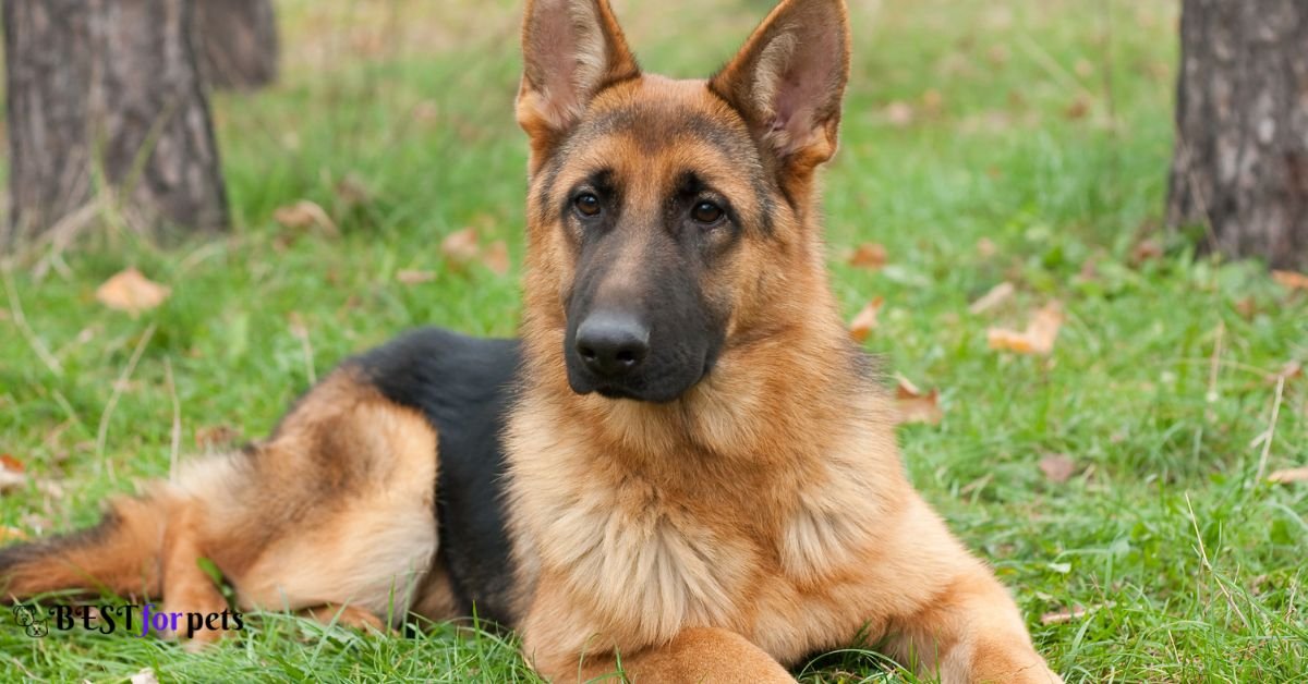 German Shepherd- Dog Breeds That Bite The Most