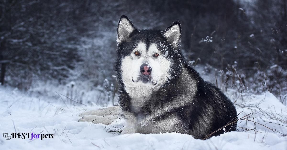 Alaskan Malamute- Dog Breeds That Bite The Most