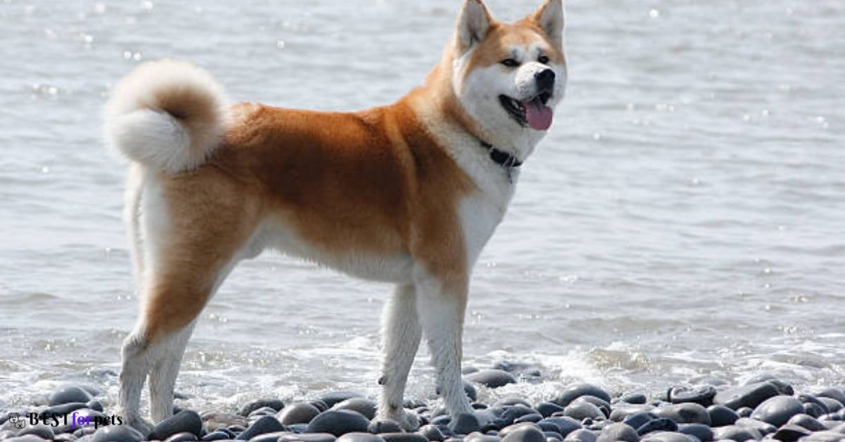 Akita- Dog Breeds That Bite The Most