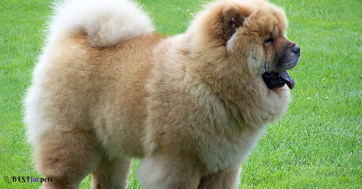 Chow Chow - Dog Breeds That Bite The Most