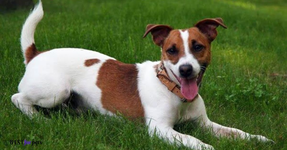 Jack Russell Terrier- Dog Breeds That Bite The Most