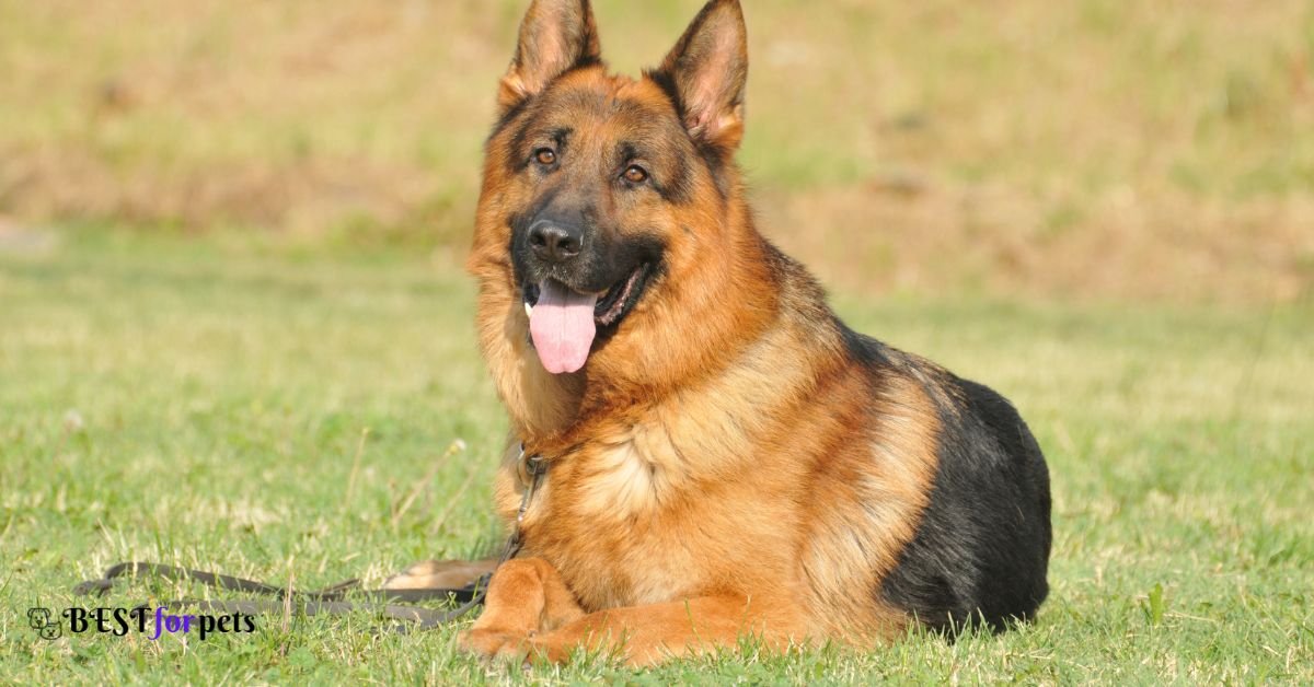 German Shepherd - Most Barking Dog Breed In The World