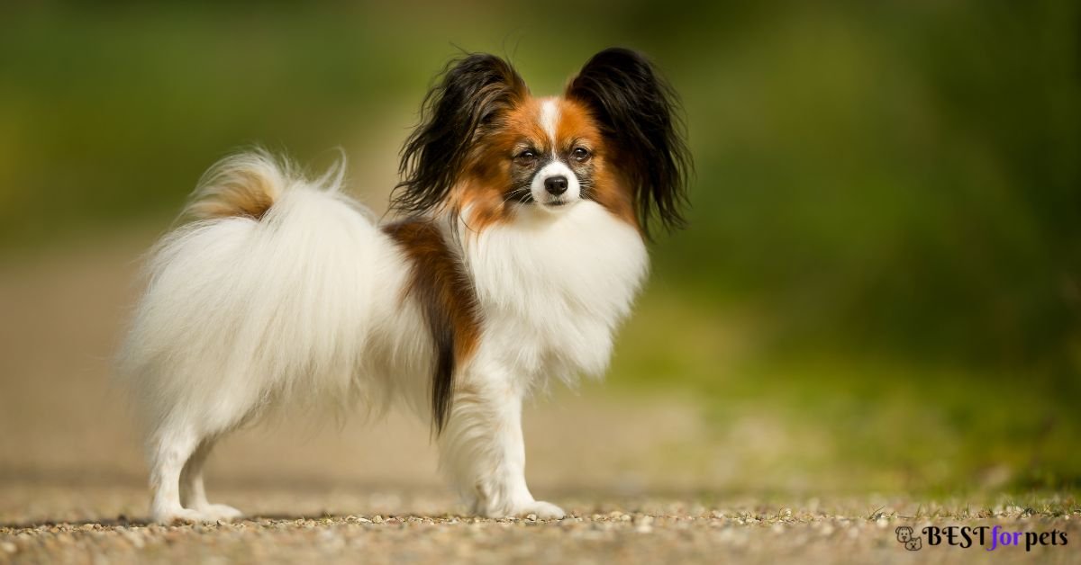 Papillon- Most Barking Dog Breed In The World