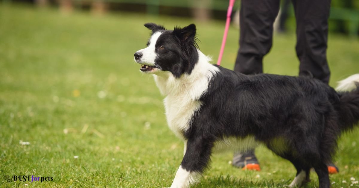 Border Collie- Most Barking Dog Breed In The World