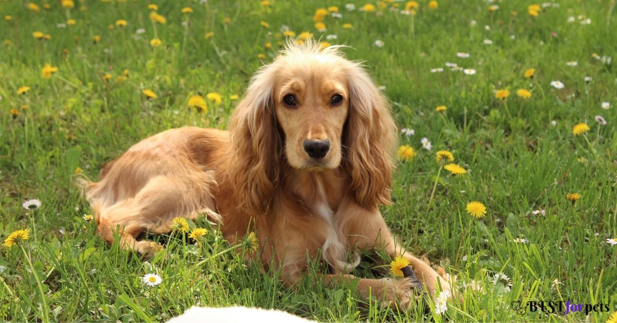 Cocker Spaniel - Most Barking Dog Breed In The World
