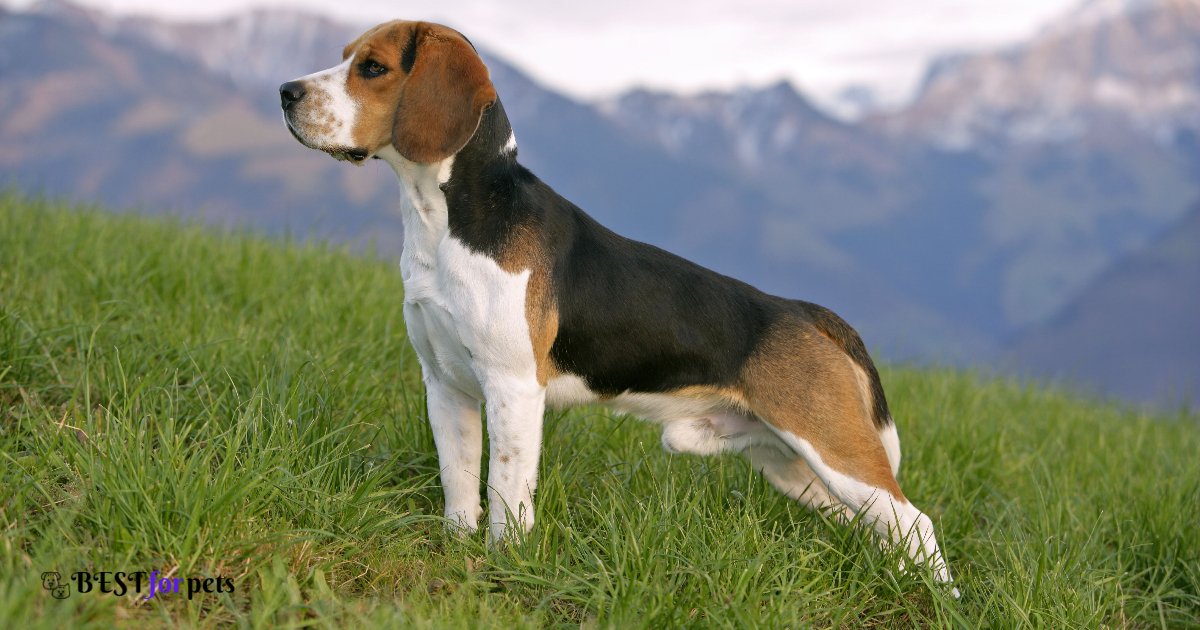 Beagle- Dog Breeds That Love Car Rides