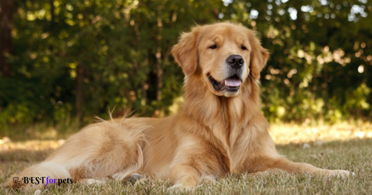 Golden Retriever- Dog Breeds That Love Car Rides