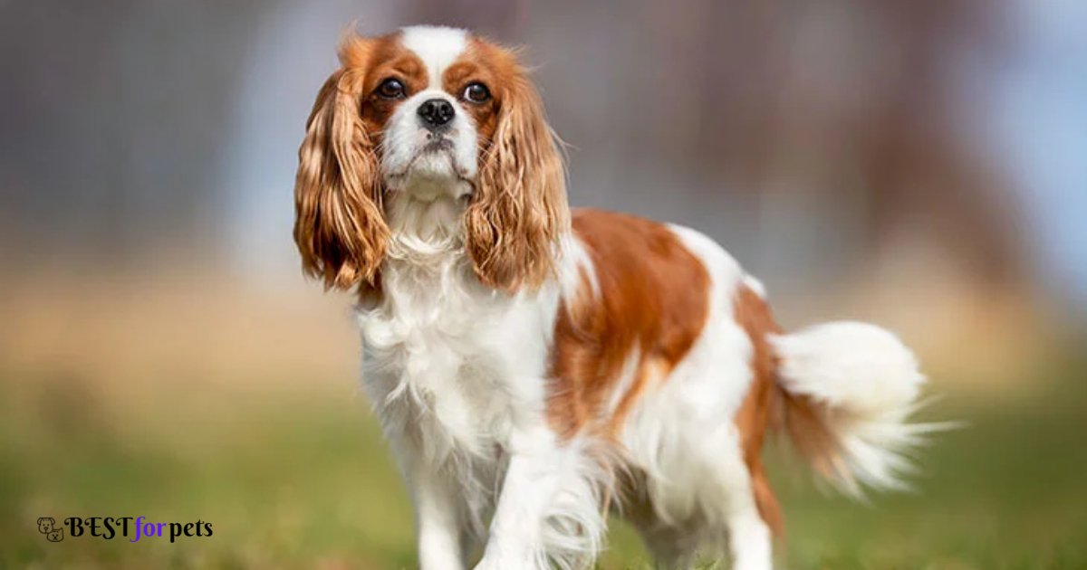 Cavalier King Charles Spaniel- Dog Breeds That Love Car Rides