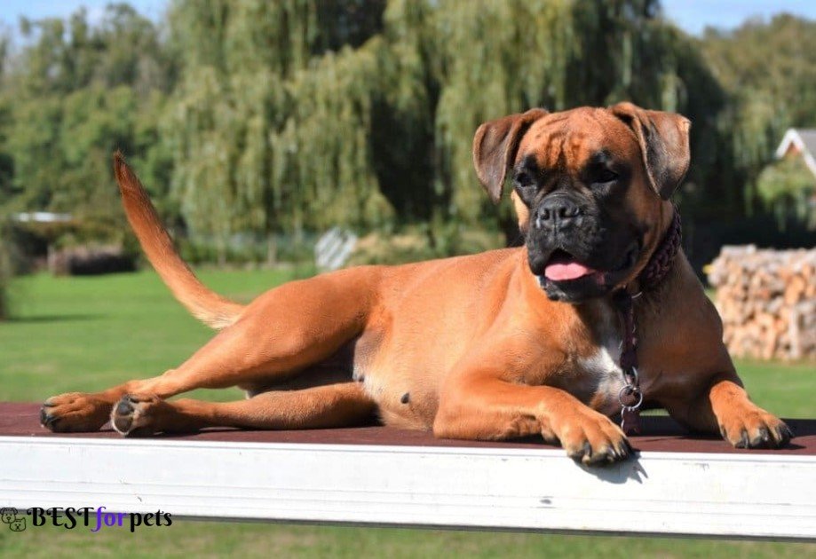 Boxer dog- Dog Breeds That Love Car Rides