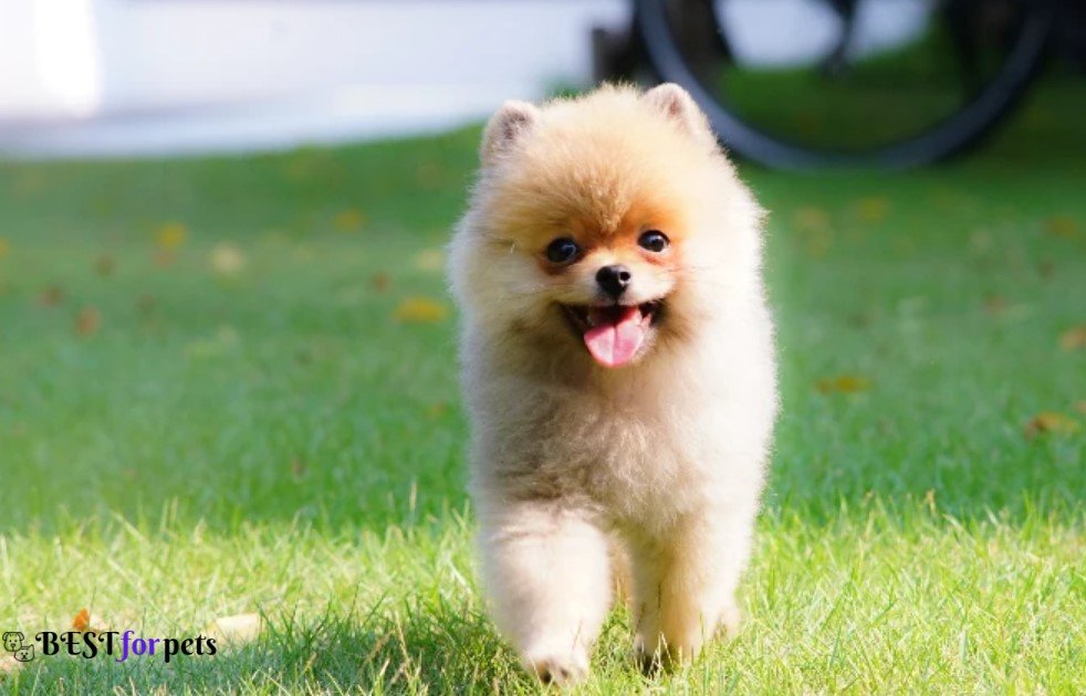 Pomeranian - Dog Breeds That Love Car Rides