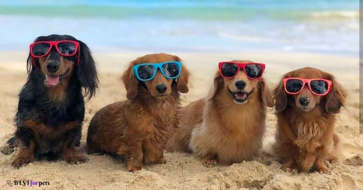View of 10 Dog Breeds That Love The Beach - Bestforpets