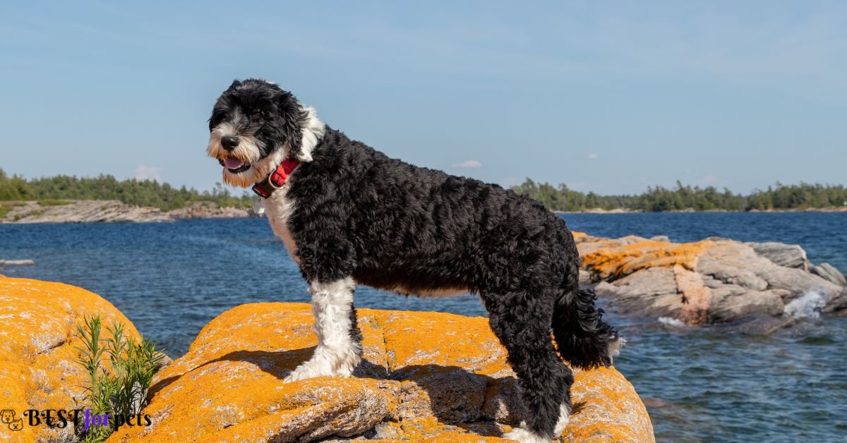 Portuguese Water Dog- Dog Breed That Love The Beach