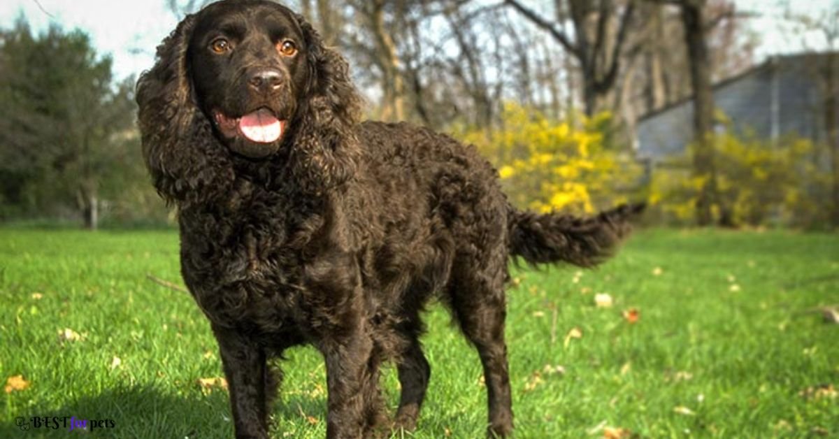 American Water Spaniel- Dog Breed That Love The Beach