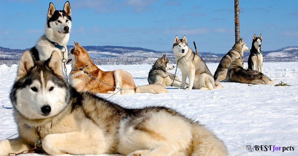 Dog Breeds That Love The Snow