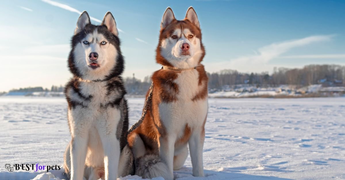 Siberian Husky- Dog Breeds That Love The Snow