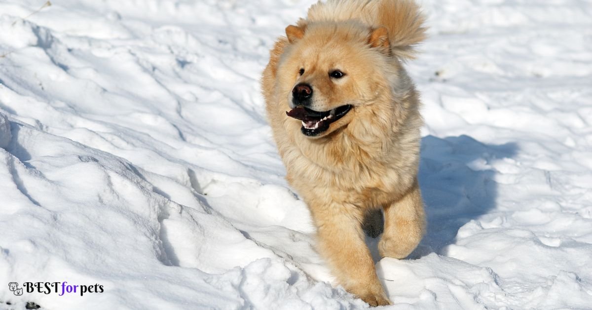 Chow Chow- Dog Breeds That Love The Snow
