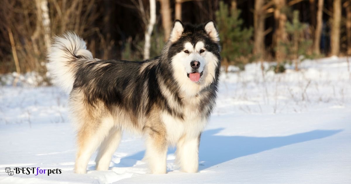 Alaskan Malamute- Dog Breeds That Love The Snow