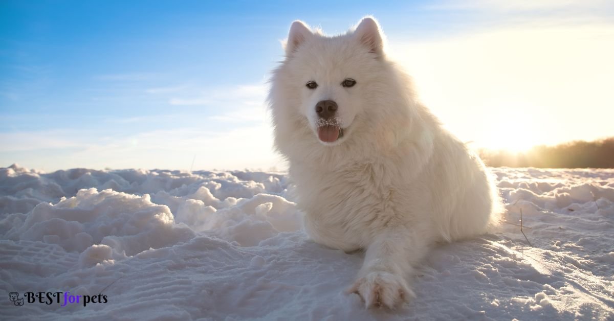Samoyed- Dog Breeds That Love The Snow