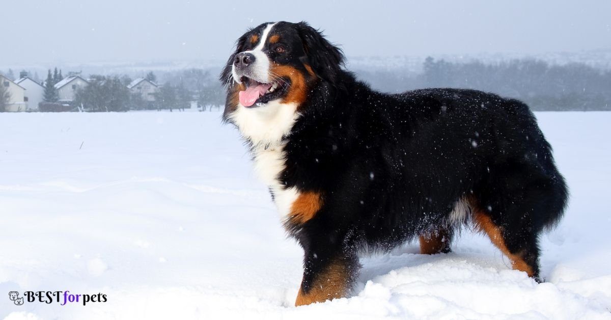 Bernese Mountain Dog- Dog Breeds That Love The Snow