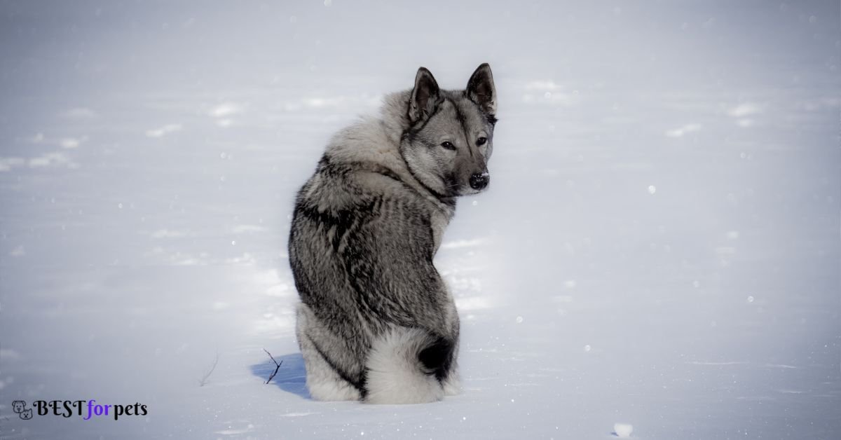 Norwegian Elkhound- Dog Breeds That Love The Snow