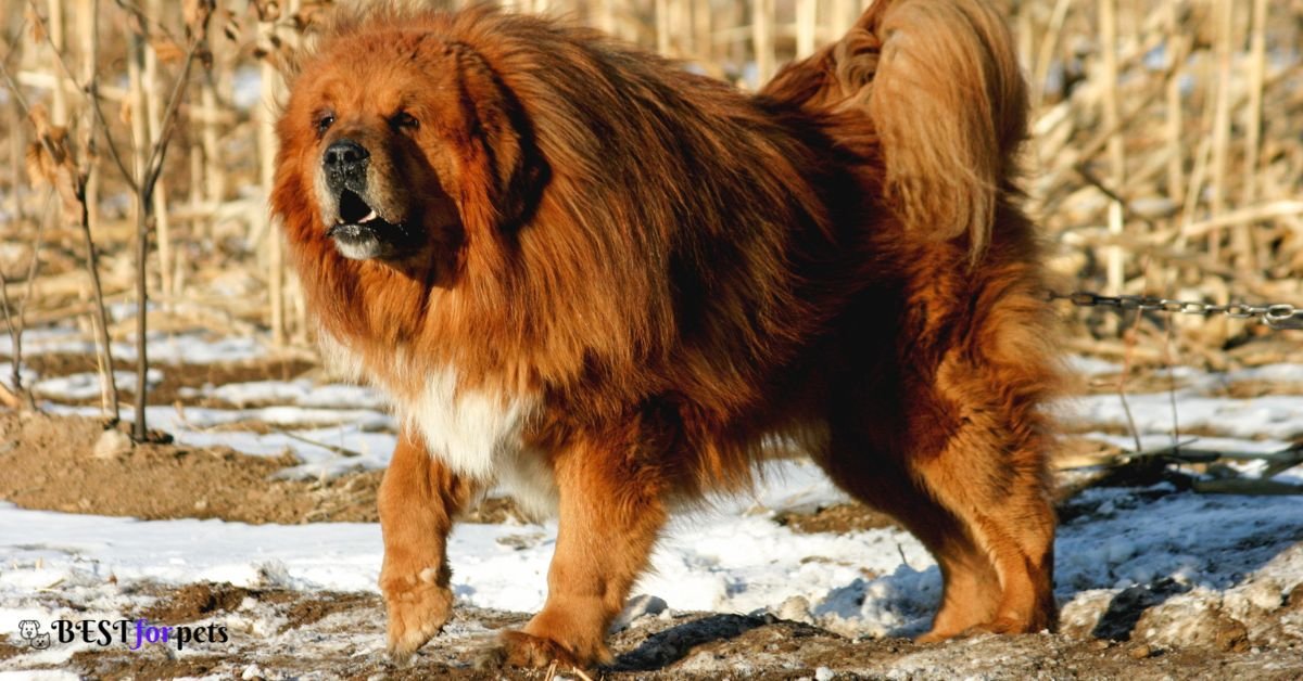 Tibetan Mastiff- Dog Breeds That Love The Snow